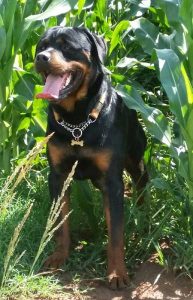 oscar-profile-pic