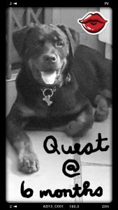 quest001