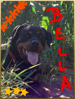 rottweiler_bella