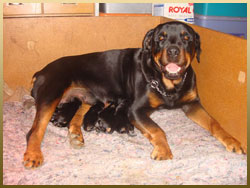 rottweiler_kylie