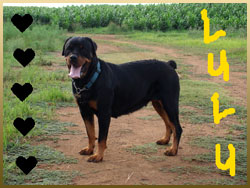 rottweiler_lulu