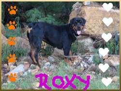 rottweiler_roxy